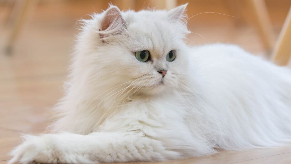 Persian Long Hair Cat Breed Information Purina